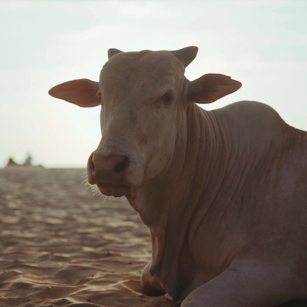 Cow-sunbathing-looking-cute-India