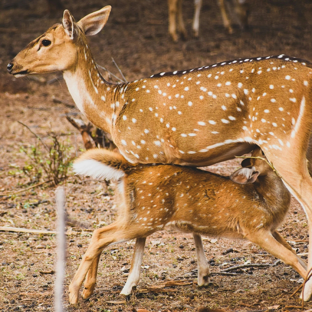 Deer-Baby-HauzKhas-Deer-Park-Delhi