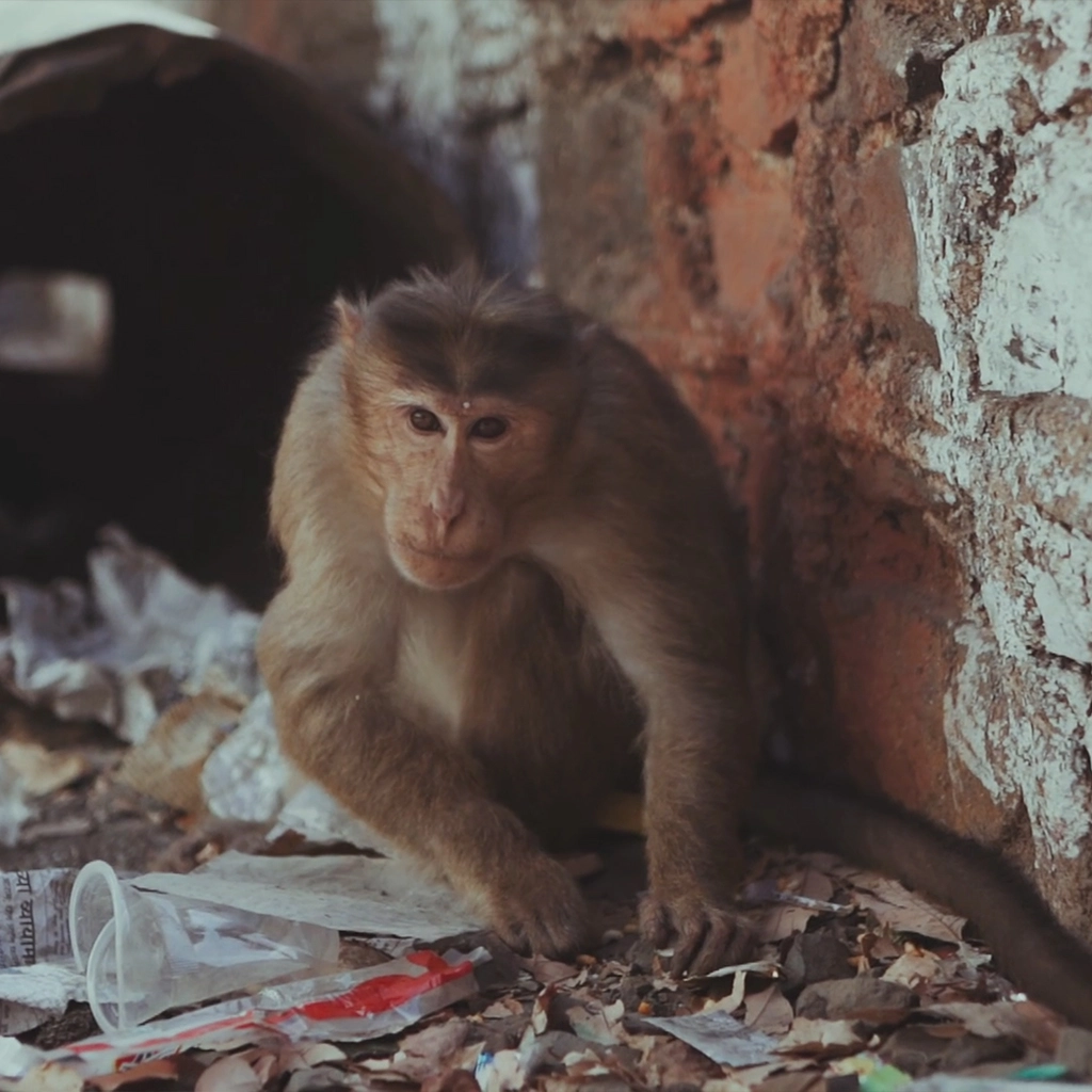monkey-eating-form-grabage-India