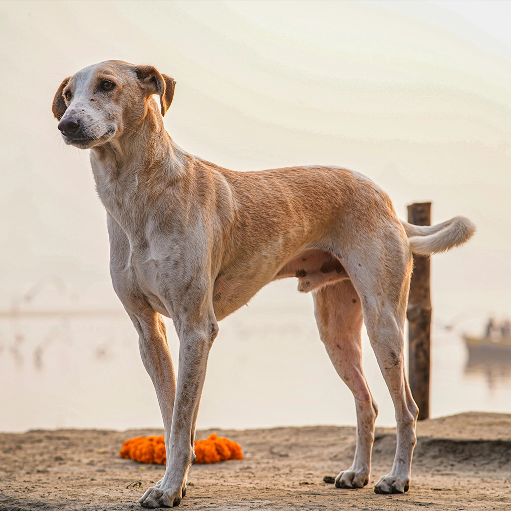 stray-dog-awareness-2025